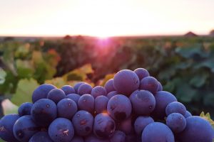 Aurore sur le Pinot Noir