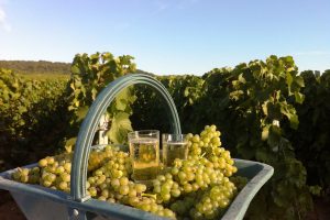 Champagne aux vignes !