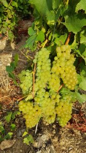 Chardonnay