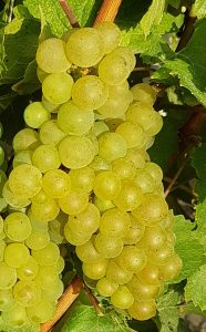 Chardonnay