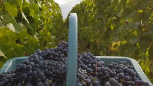 Vendanges de Pinot Noir