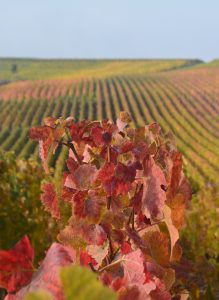 Couleurs d'automne dans le vignoble