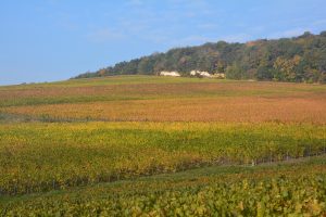 Couleurs d'automne sur le vignoble