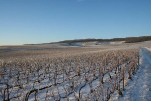 Hiver dans les vignes