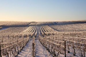 Hiver dans les vignes