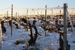 Hiver dans les vignes
