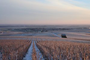 Hiver dans les vignes