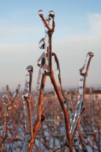Hiver dans les vignes
