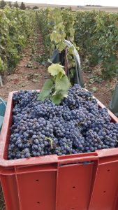 Tri des raisins pour le Côteau Champenois