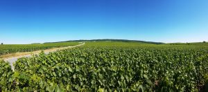 Montagne de Reims depuis le vignoble