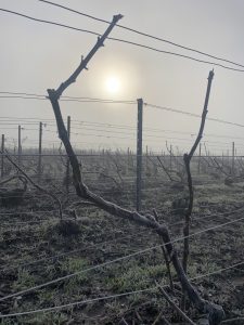 Hiver dans les vignes