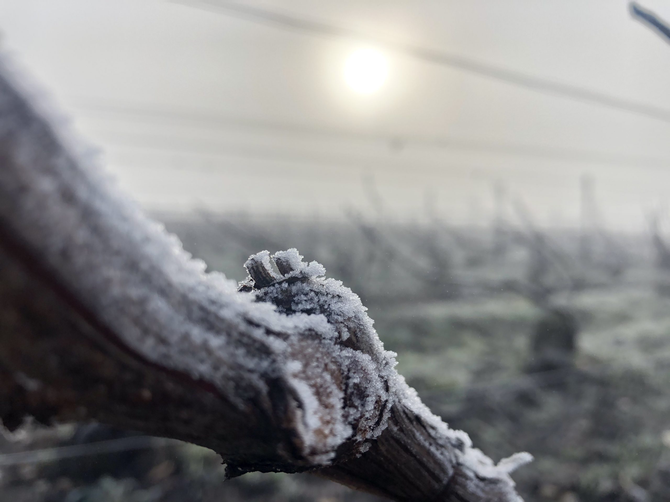 Grappes de Chardonnay