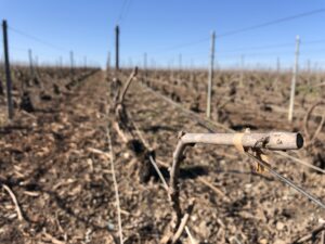 Travail de la vigne : Le liage