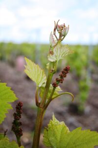 Vignes. Mai 2021, la future récolte
