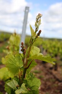 Vignes. Mai 2021, la future récolte