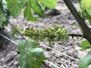 Vignes, Juin 2021, les raisins pendant la fleur