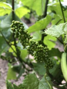 Vignes, Juin 2021, les raisins avant la fleur