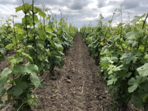 Vignes, Juin 2021, la végétation prend son essor